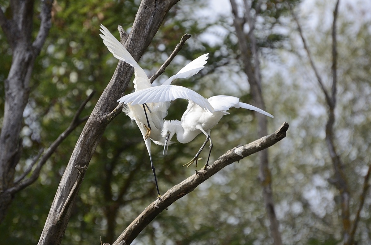 Egrets