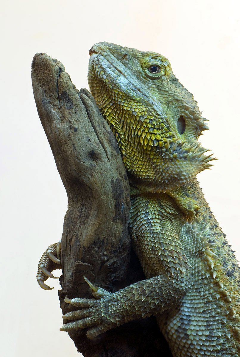 Iguana