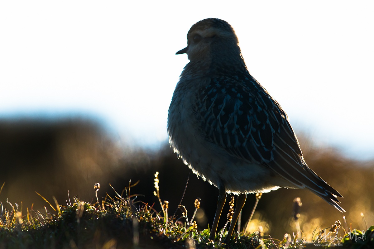 Dotterel backlight "charadr