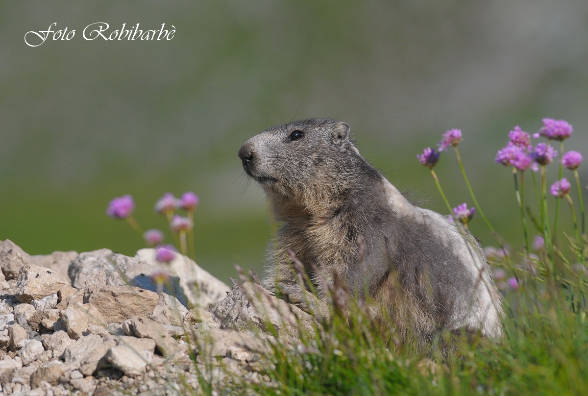 Marmotta in permuta.....