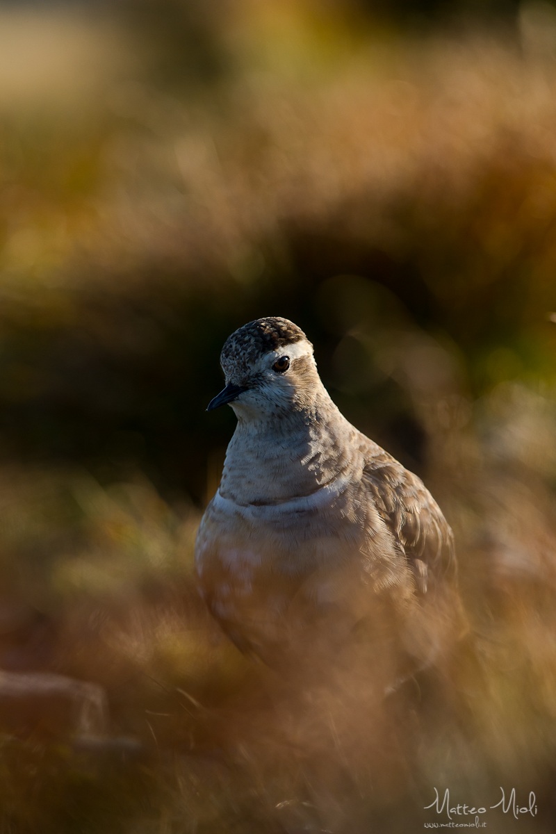 Dotterel "charadrius morinellus"