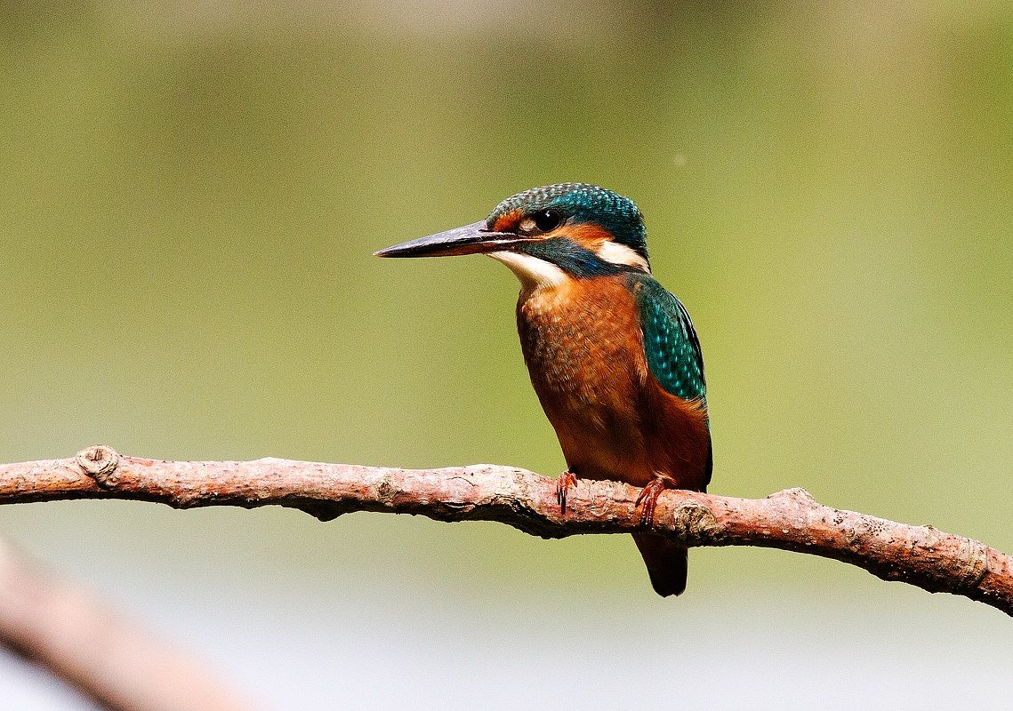 finally .... my first martin!