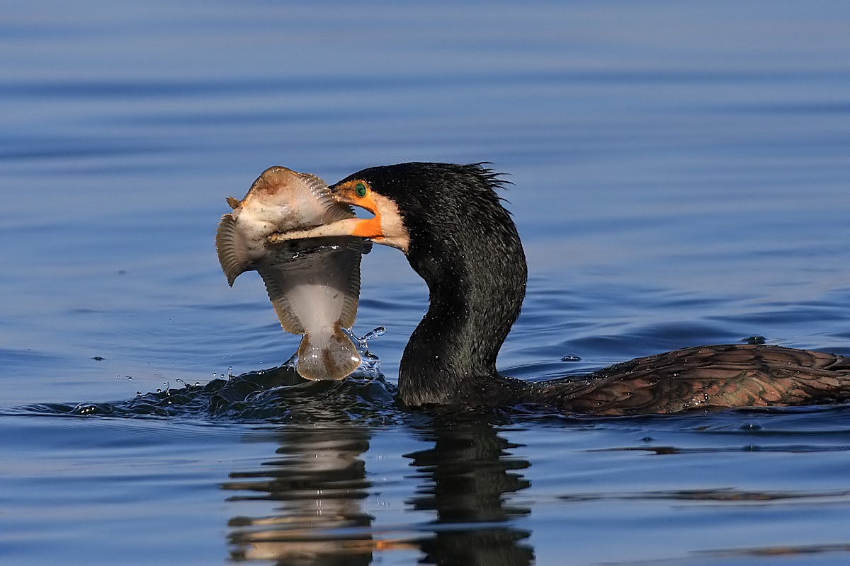 Cormorant