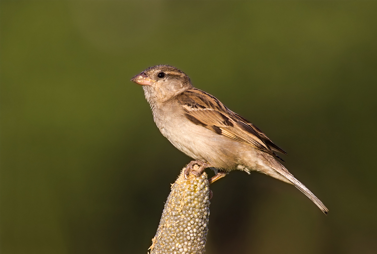 House Sparrow: Female.