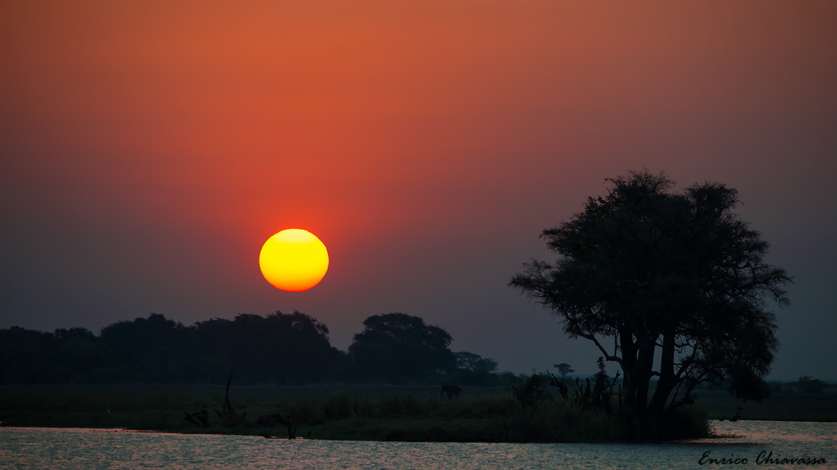 Chobe: sunset with lonely elephant
