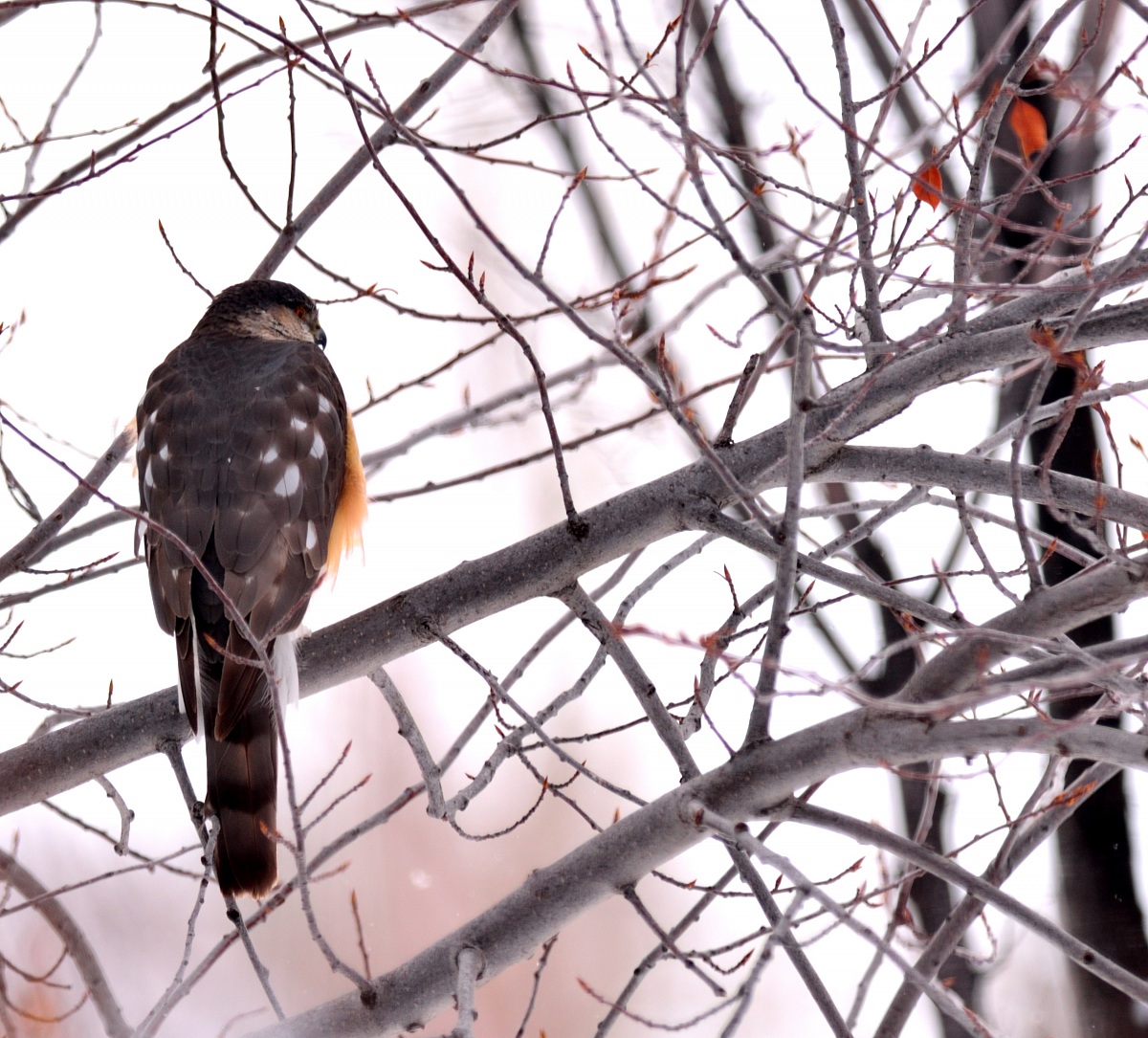 Watching the Sparrows