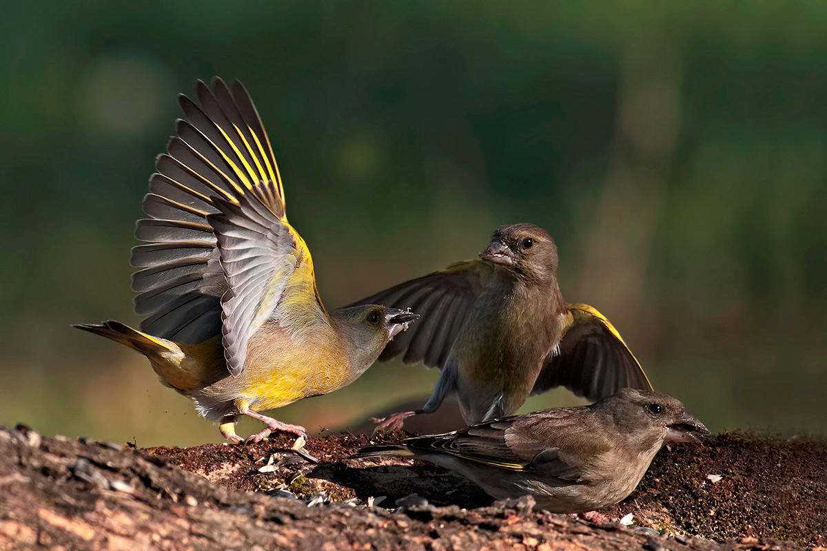 BETWEEN TWO litigants ...