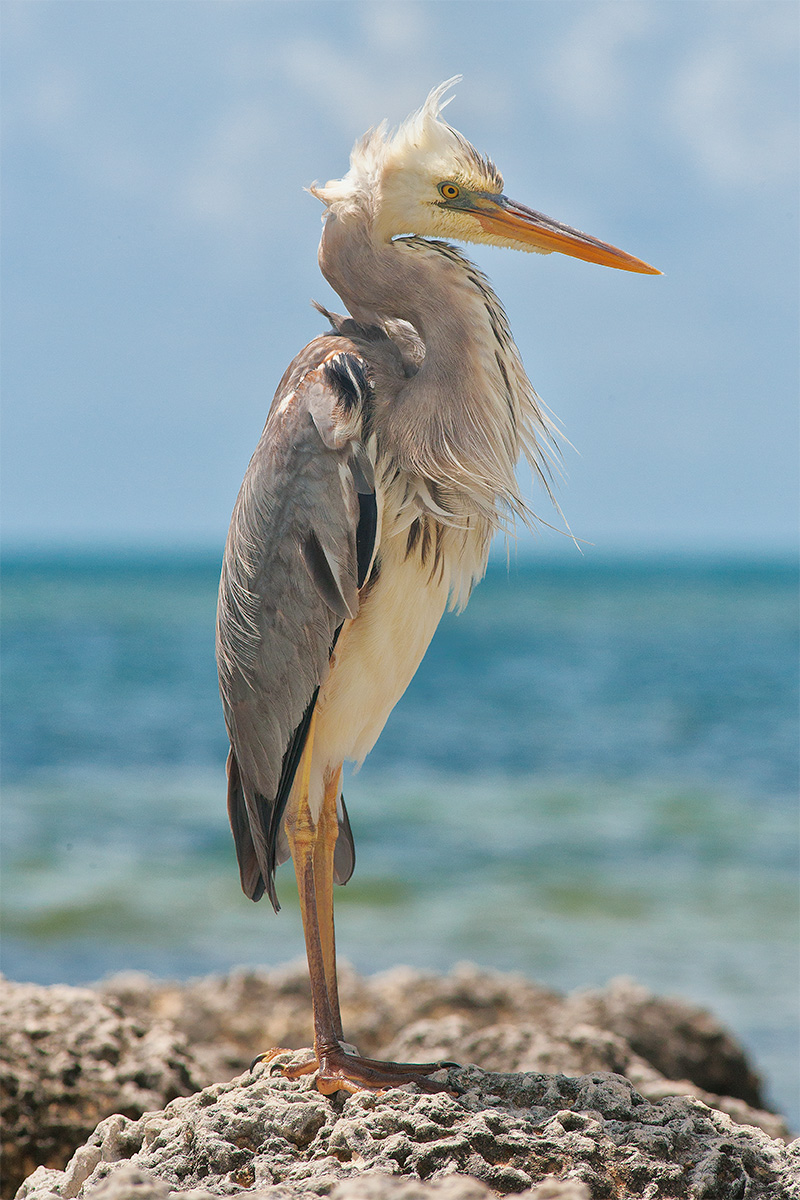 Grey Heron