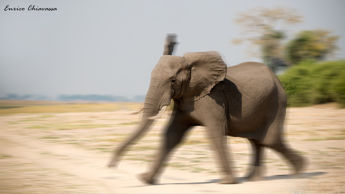 Chobe: elefante al trotto
