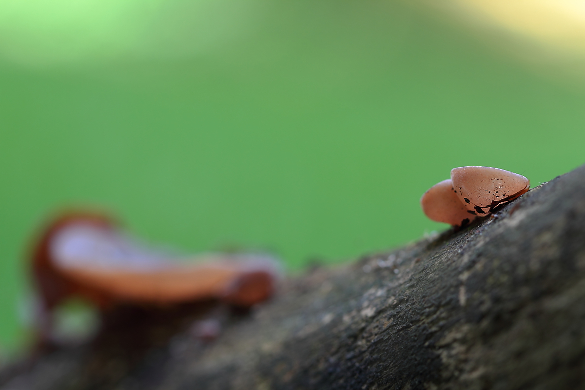 Auricularia auricula-judae