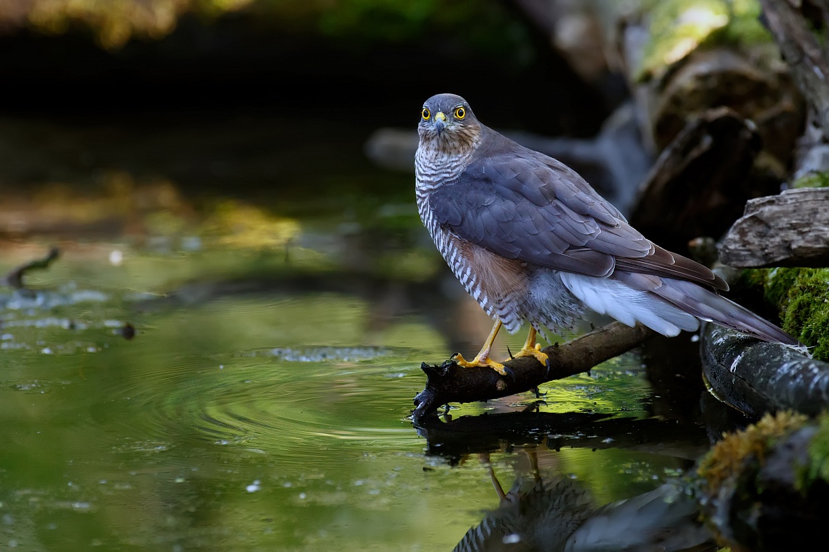 Sparrowhawk