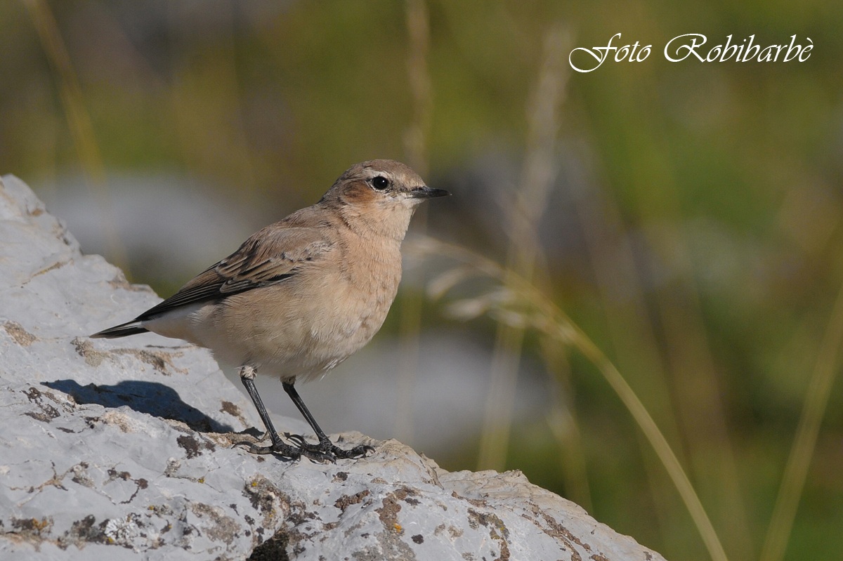 Giovane ... Culbianco ...