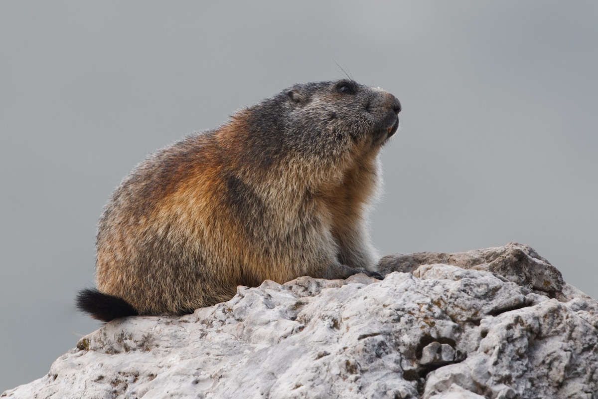 Marmotta...