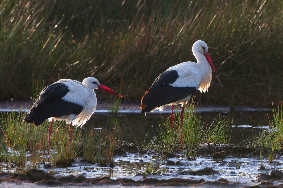 Storks and backlight