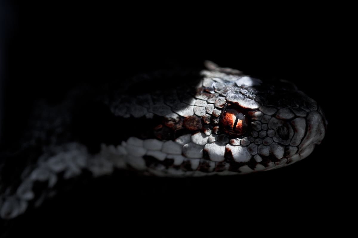 Lo sguardo del predatore...