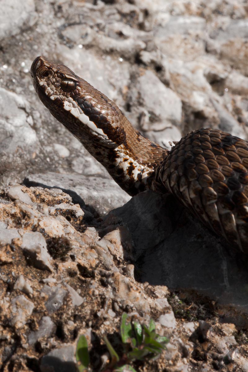 Vipera aspide...
