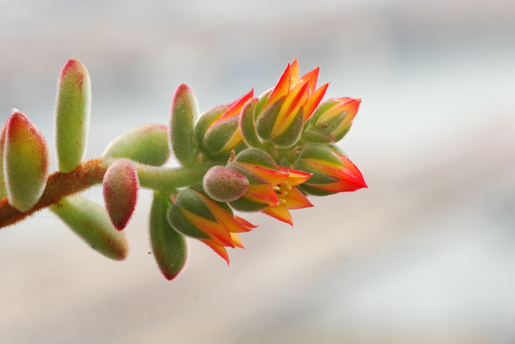 flower of a cactus plant