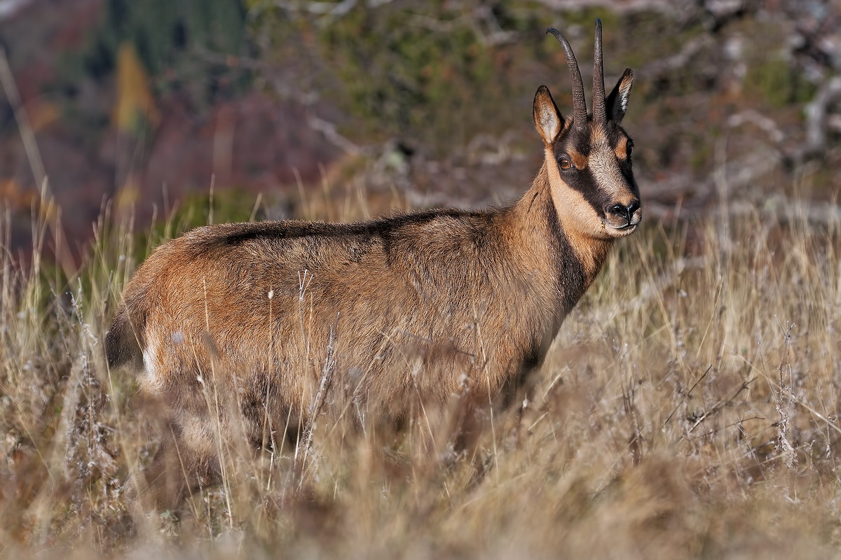 Camoscio d'Abruzzo