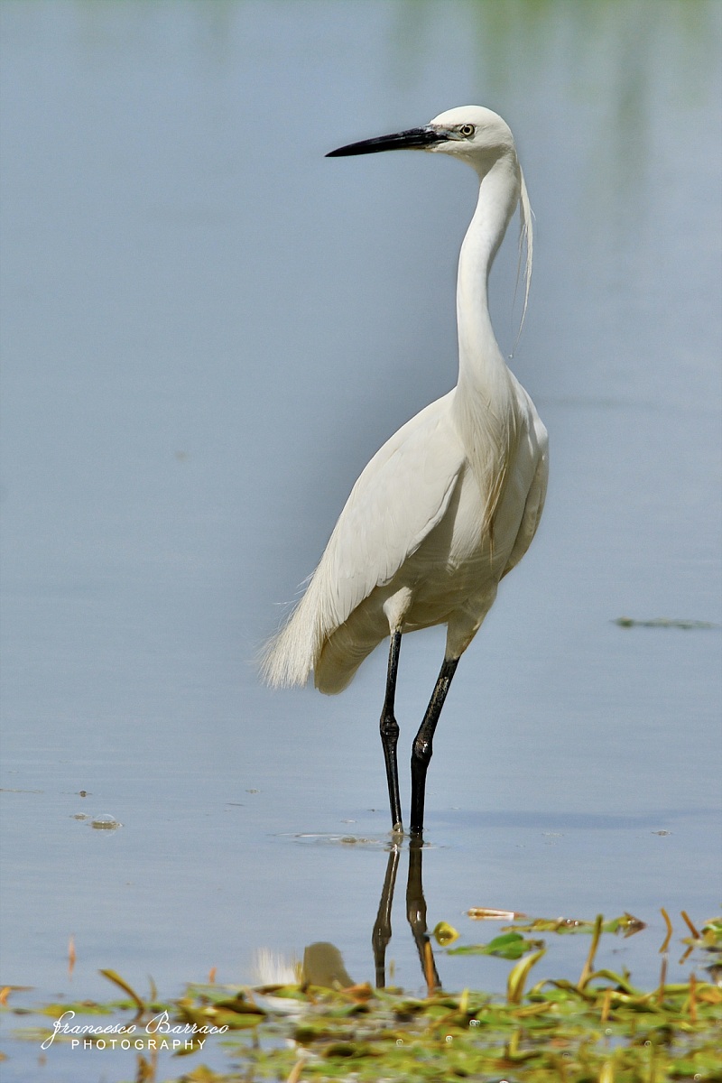 Egret