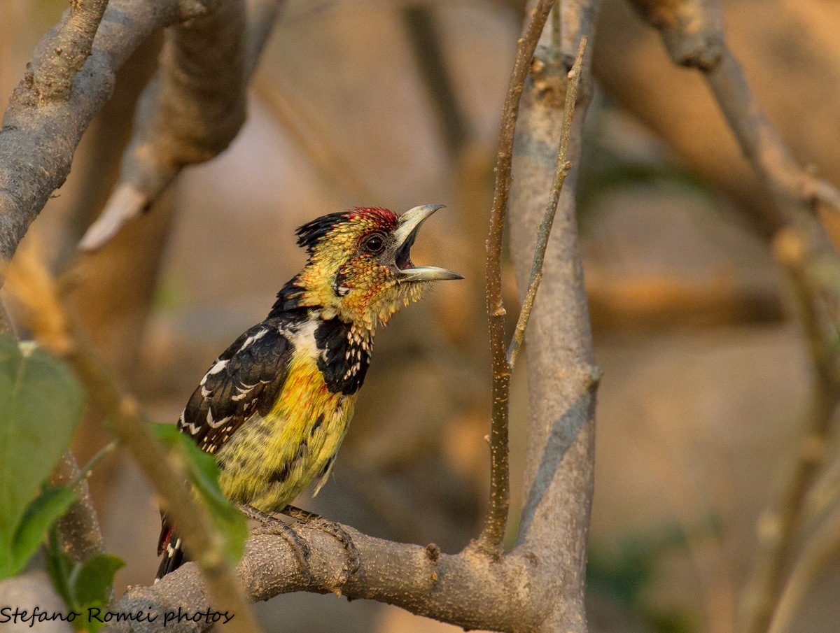 barbet flashato
