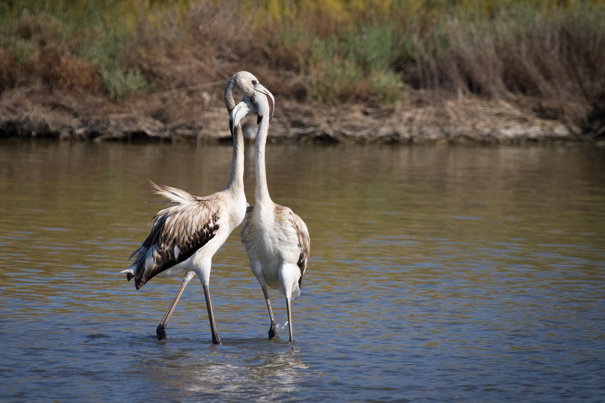 Se questo non è amore.