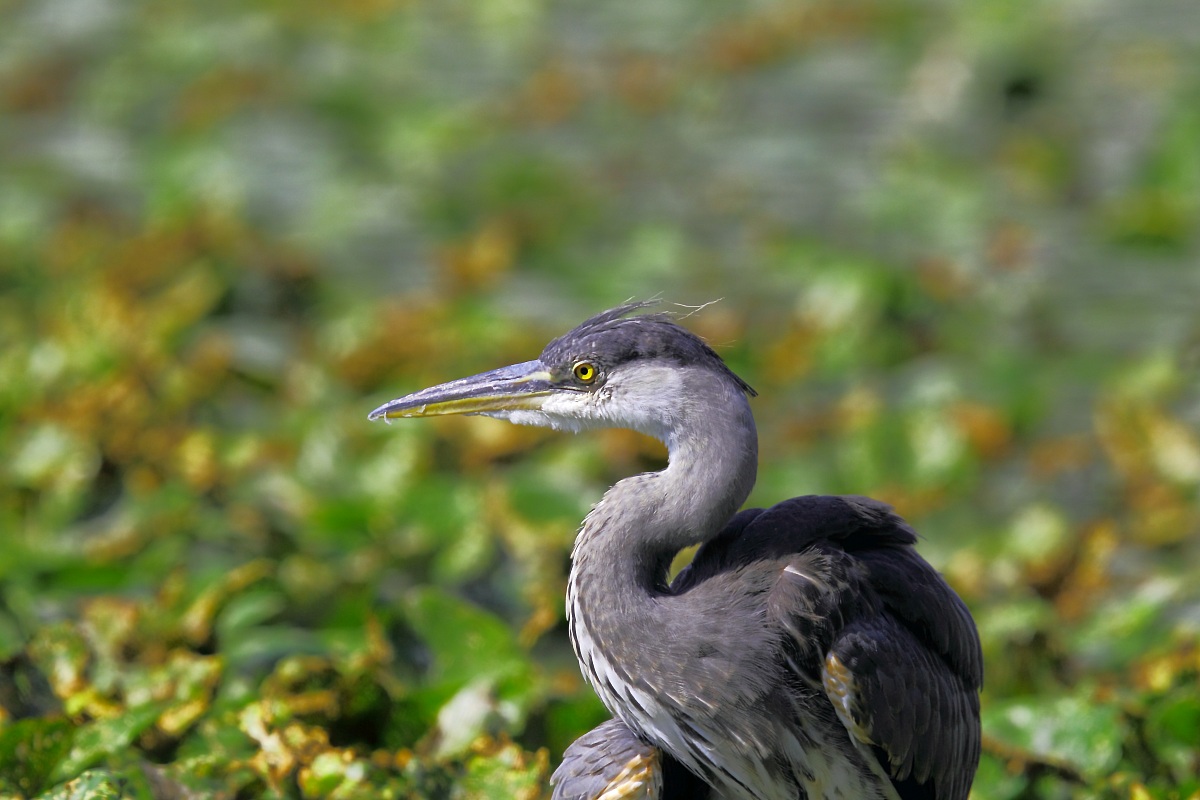 Airome Heron