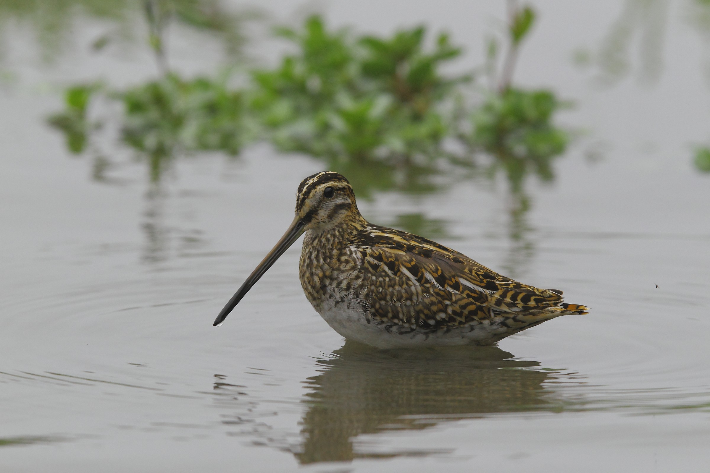 Snipe