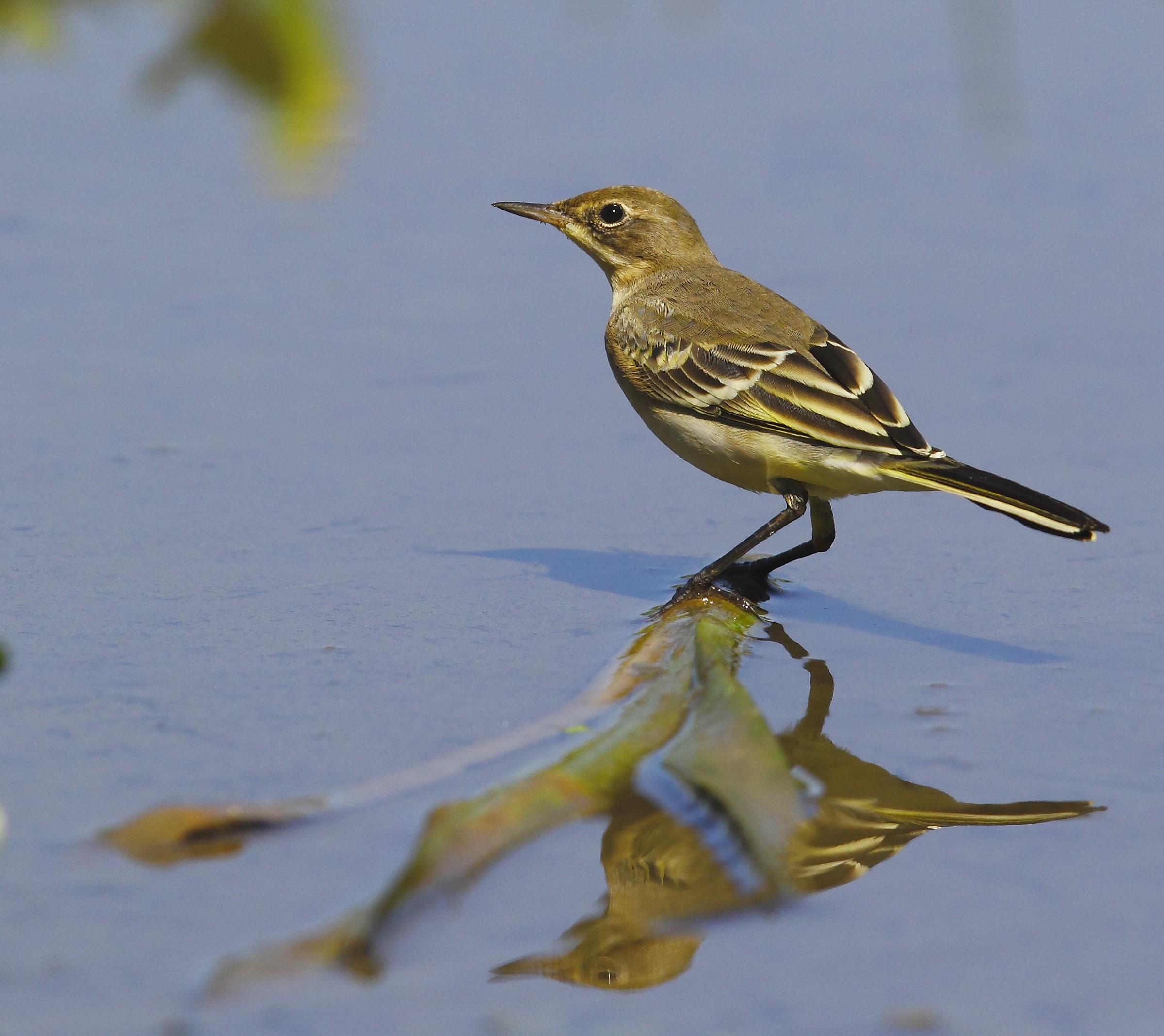 Yellow Wagtail