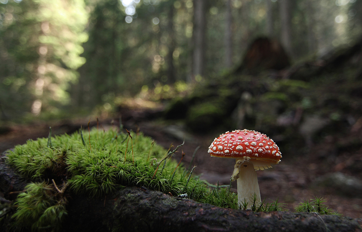 Magic in the Val di Fiemme.