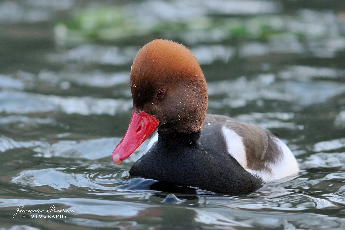 Pochard Turkish