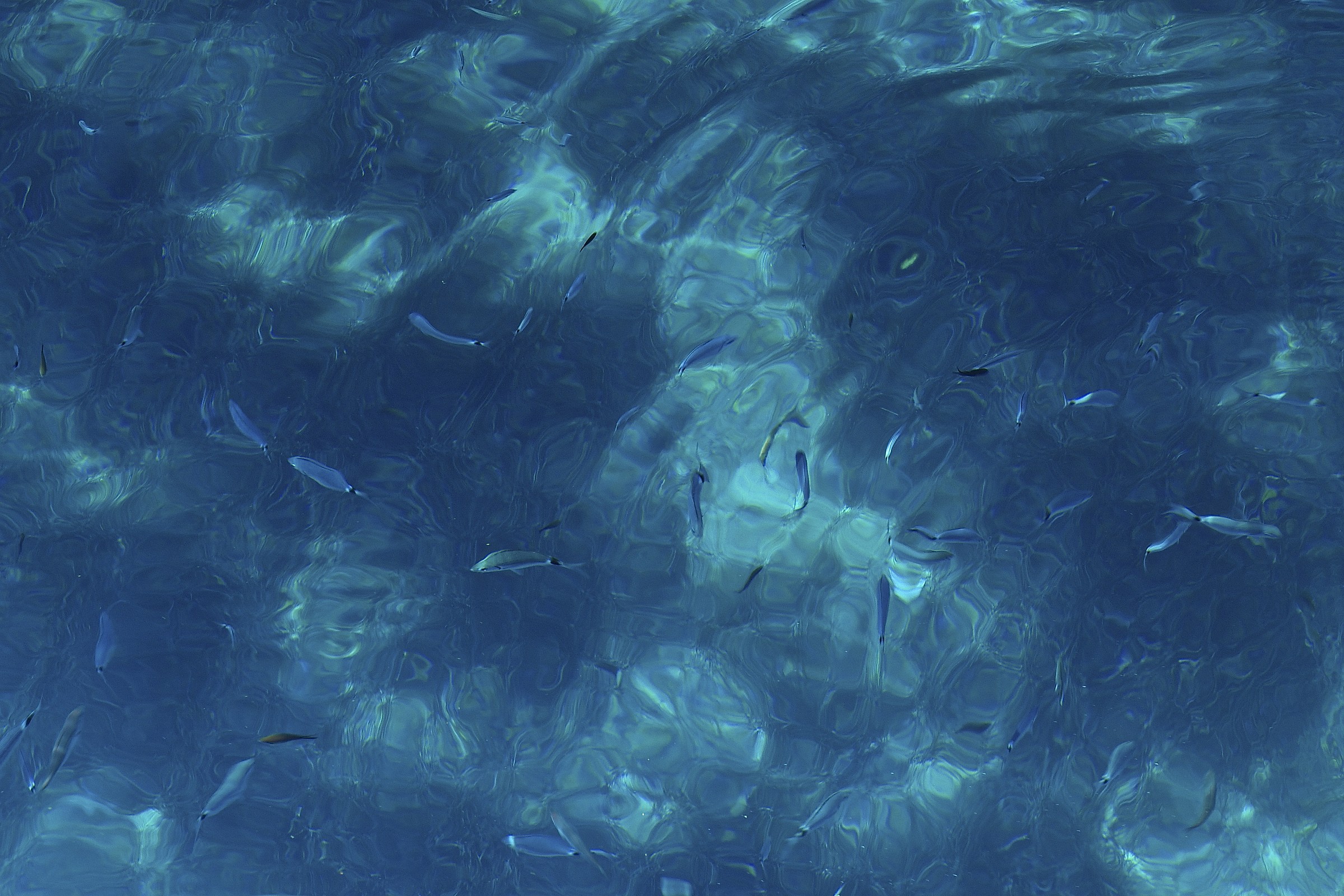 Occhiate in trasparenza