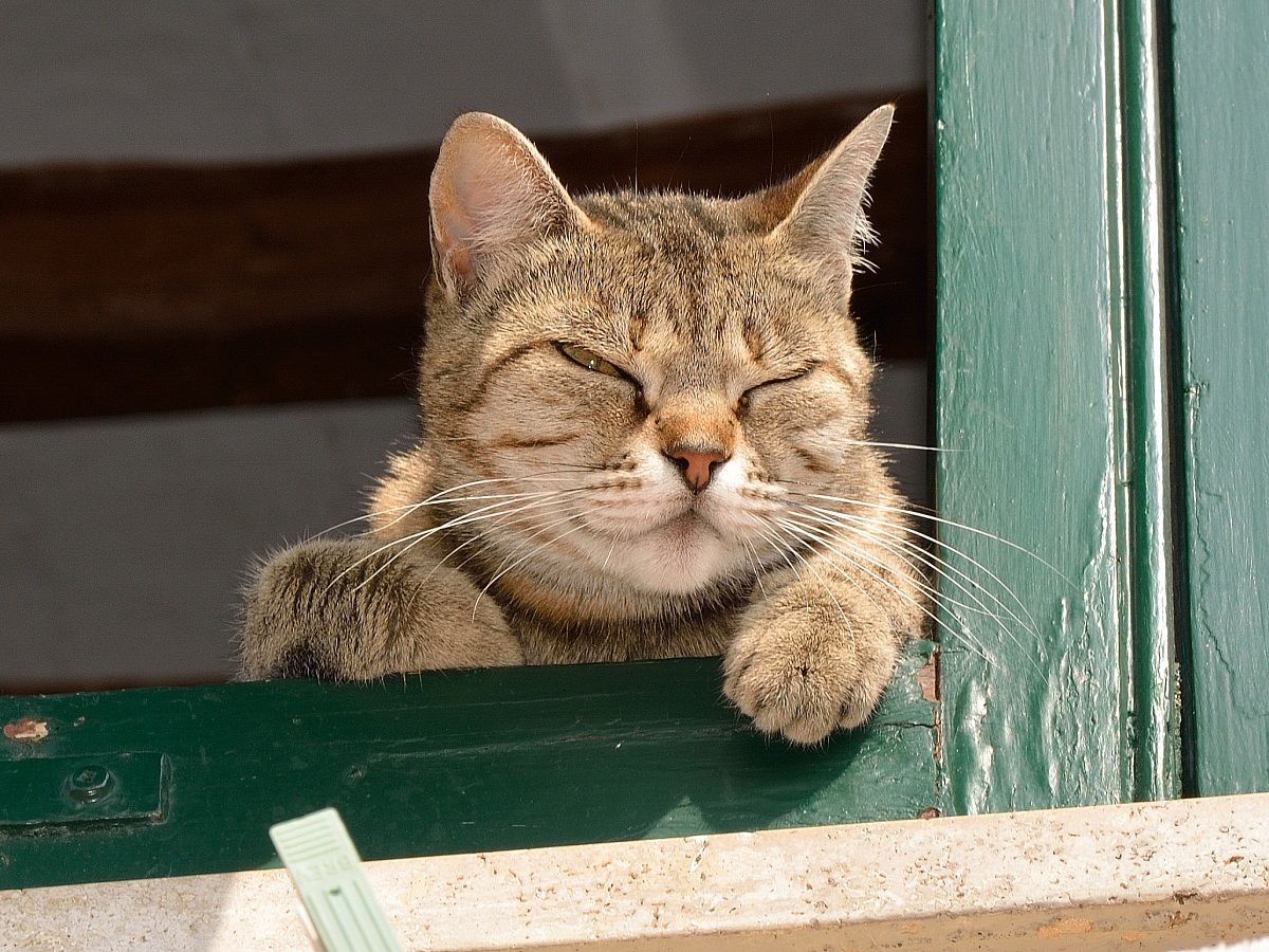 Quasi quasi... torno a dormire!!!!