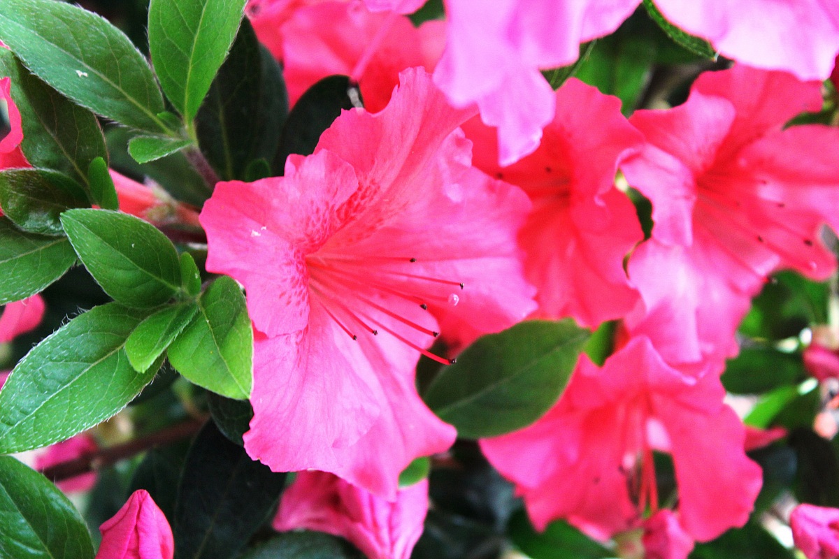 Azalea