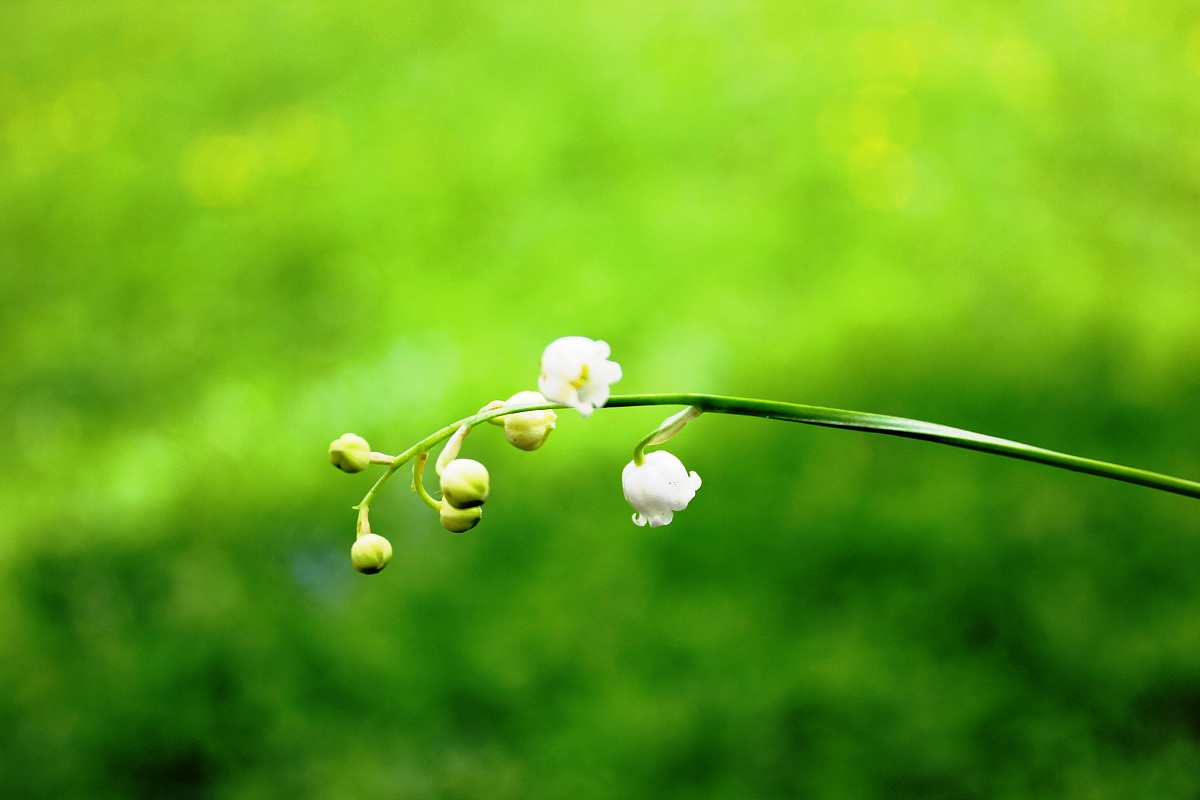 Lily of the Valley