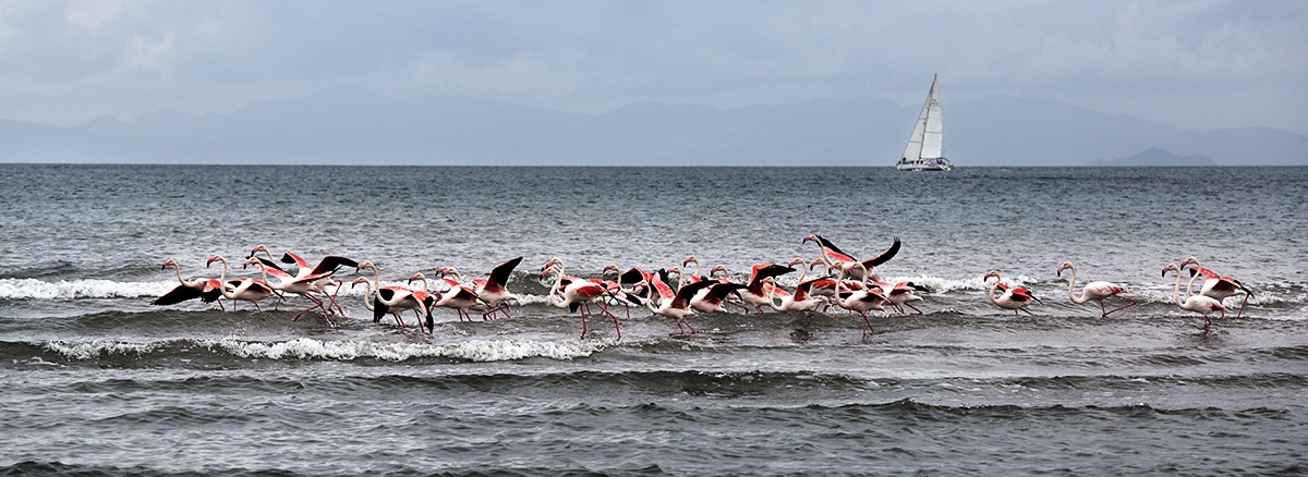 Flamingos