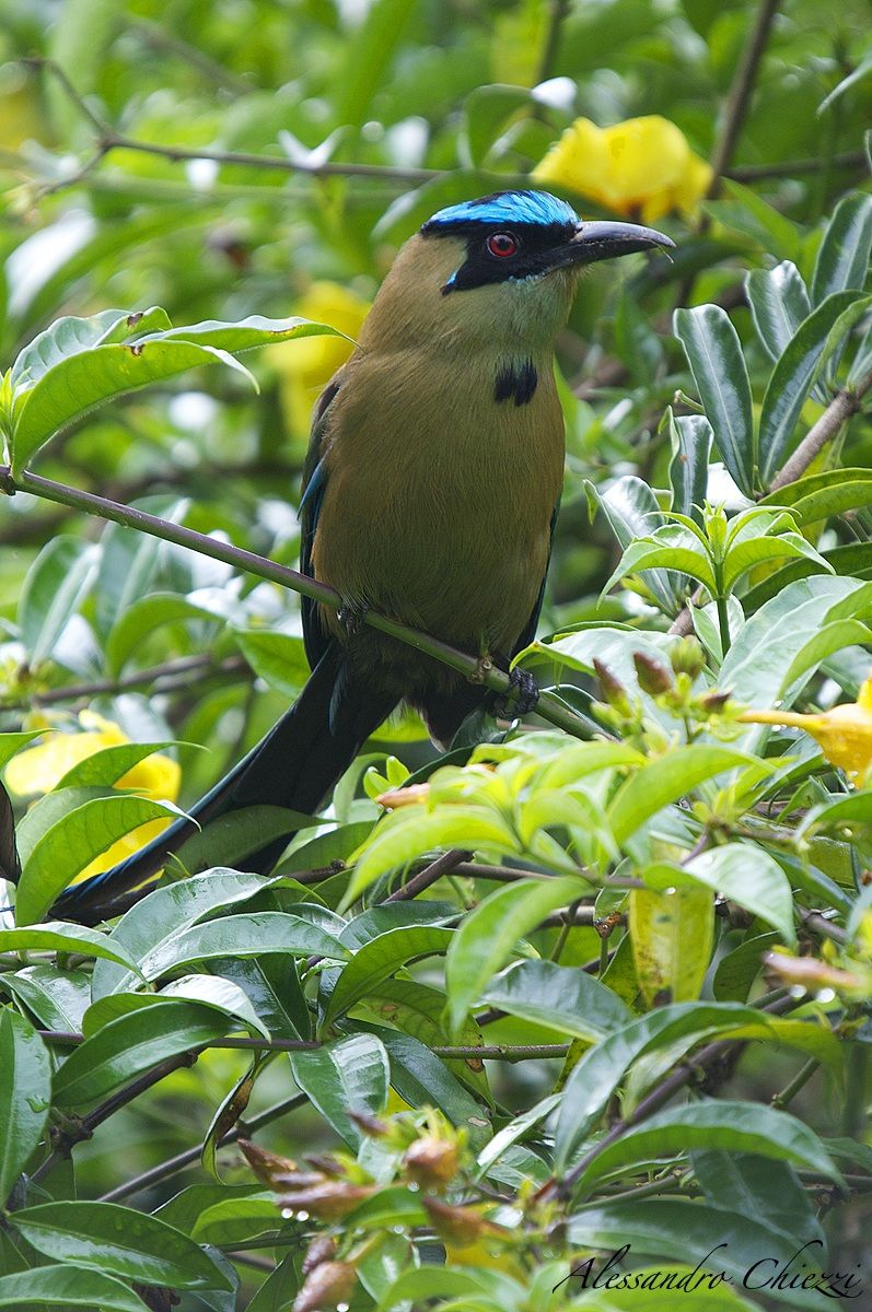 Mot Mot Blue-Crowned