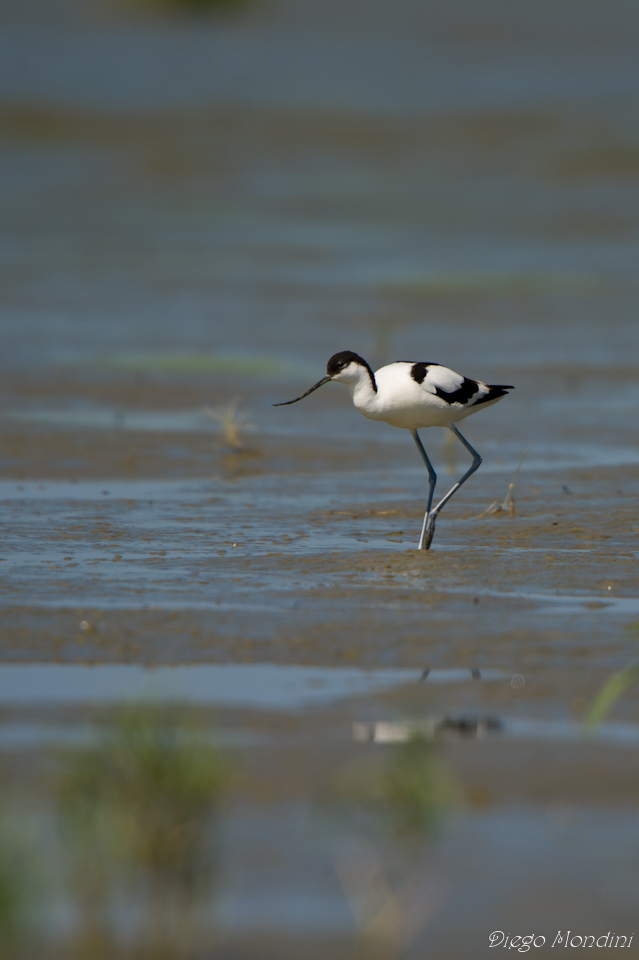 avocet walking