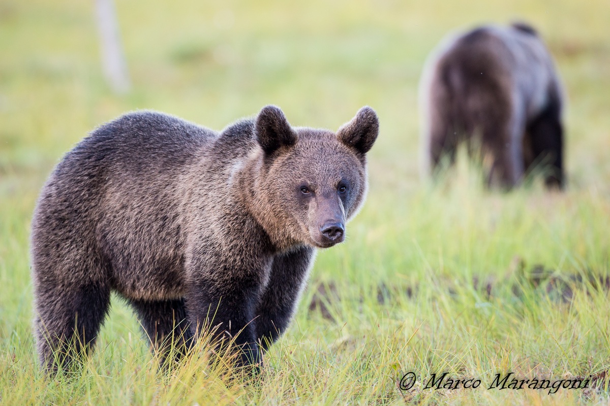 cucciolo d'orso
