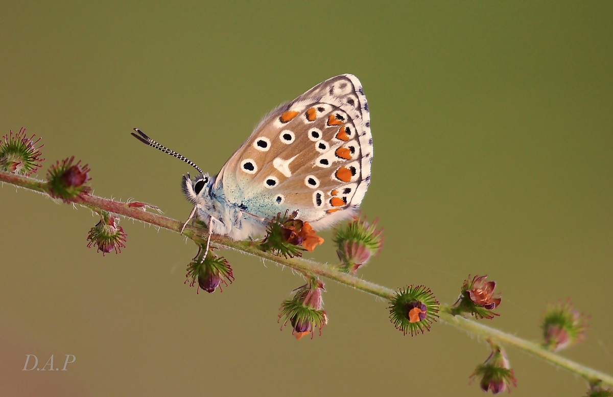 Finesse sur la branche