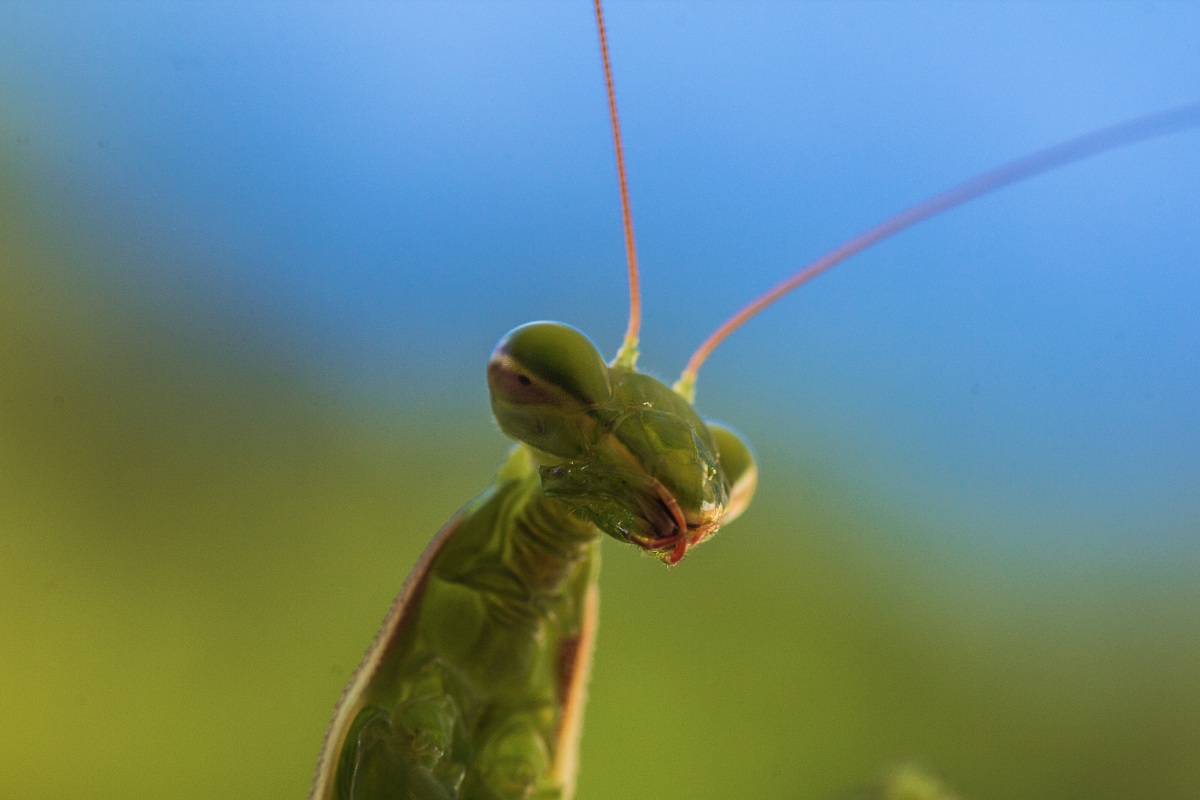 Praying Mantis 2