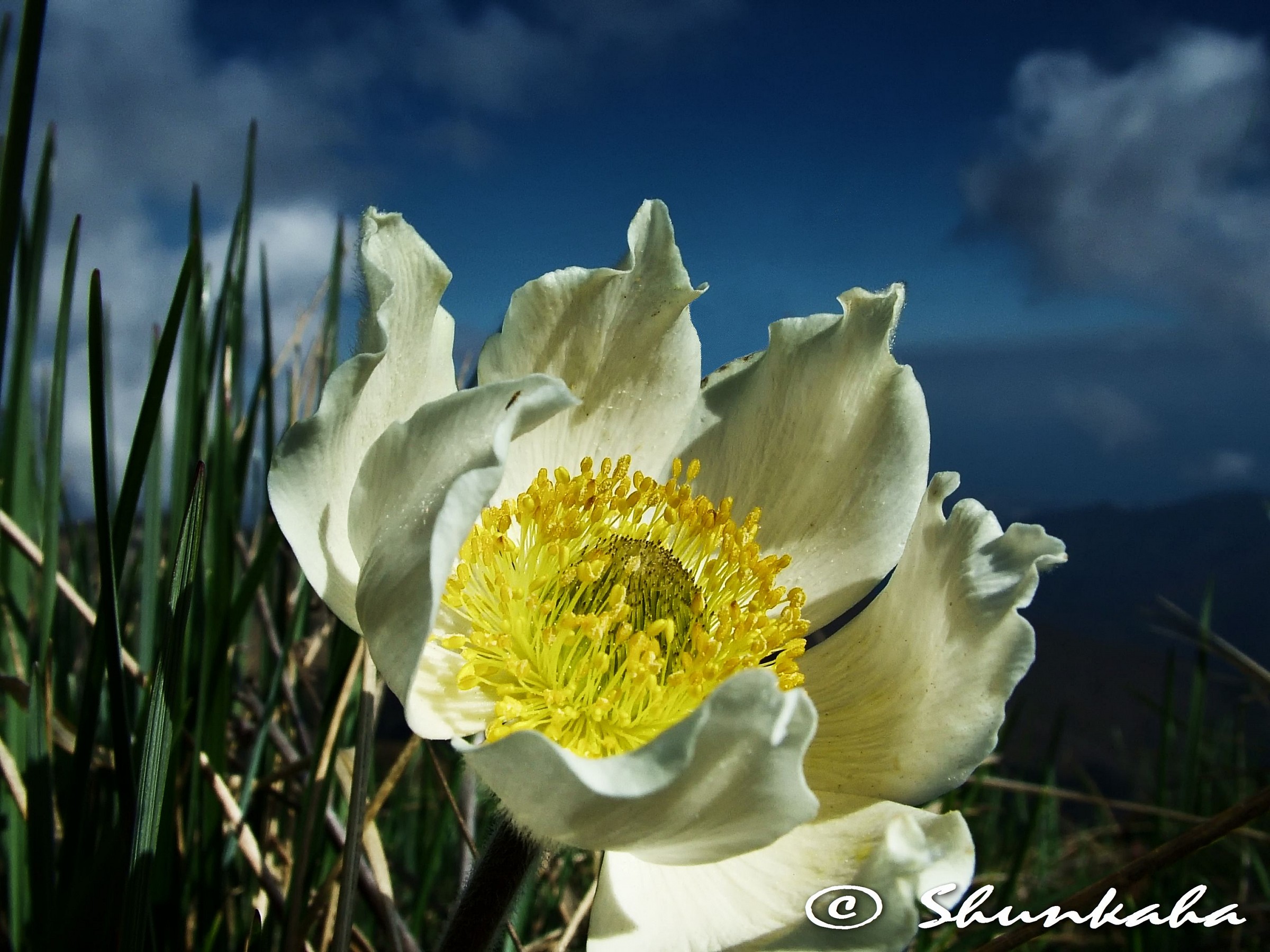 Pulsatilla vernalis - Anemone di primavera