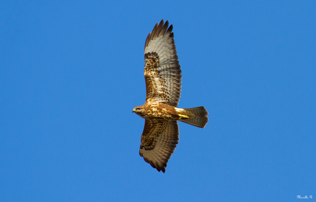 Buzzard