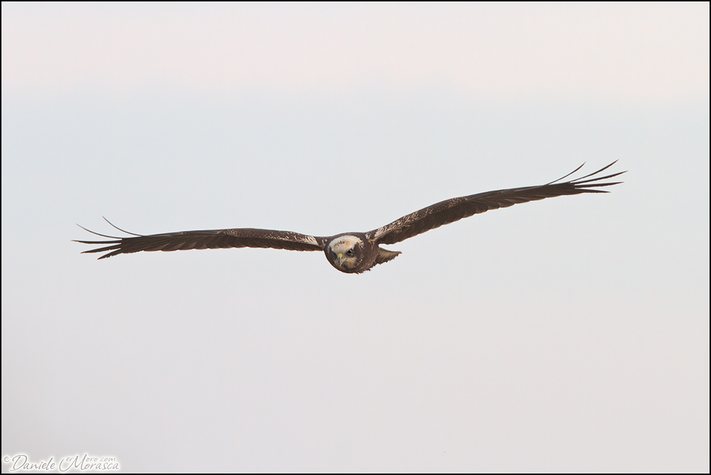 Falco di Palude (Circus aeruginosus)