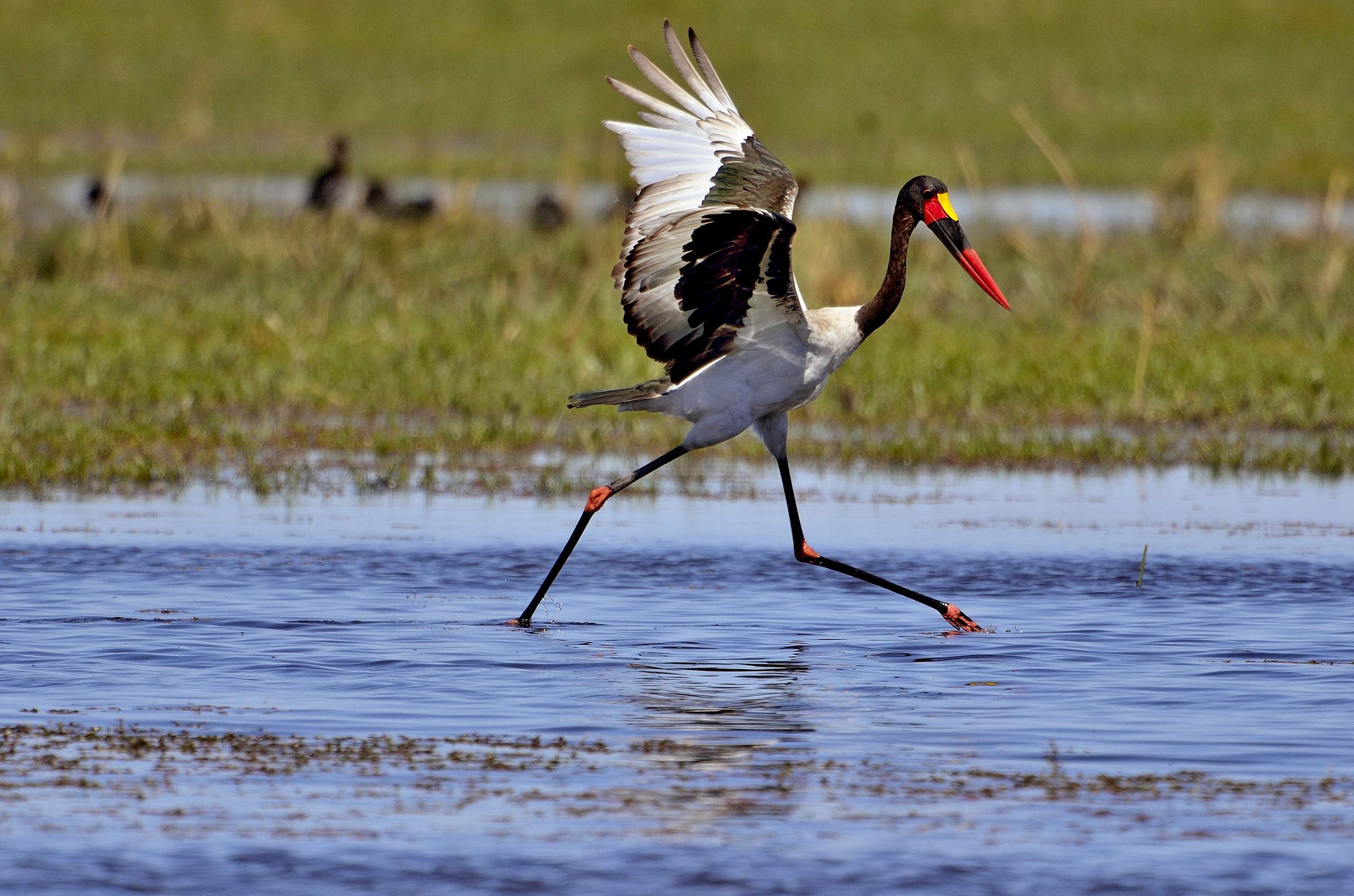 la danza della cicogna sellata