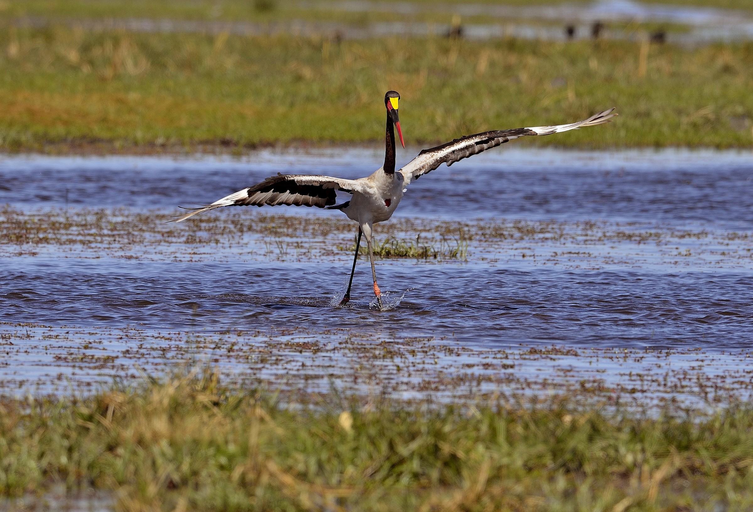 la danza della cicogna sellata