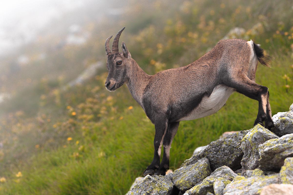 Femmina di stambecco...