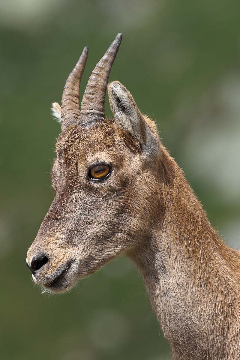 Ritratto di femmina...