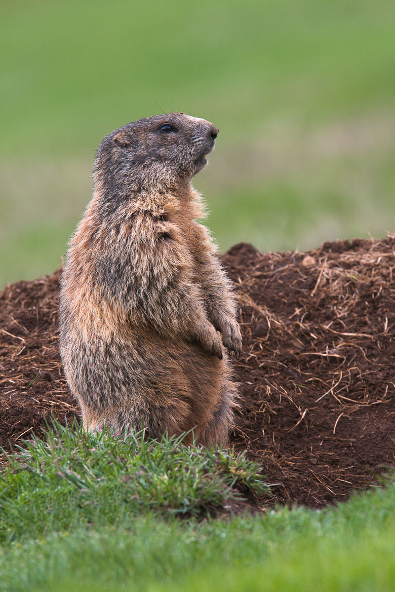 Marmot on the lookout ...