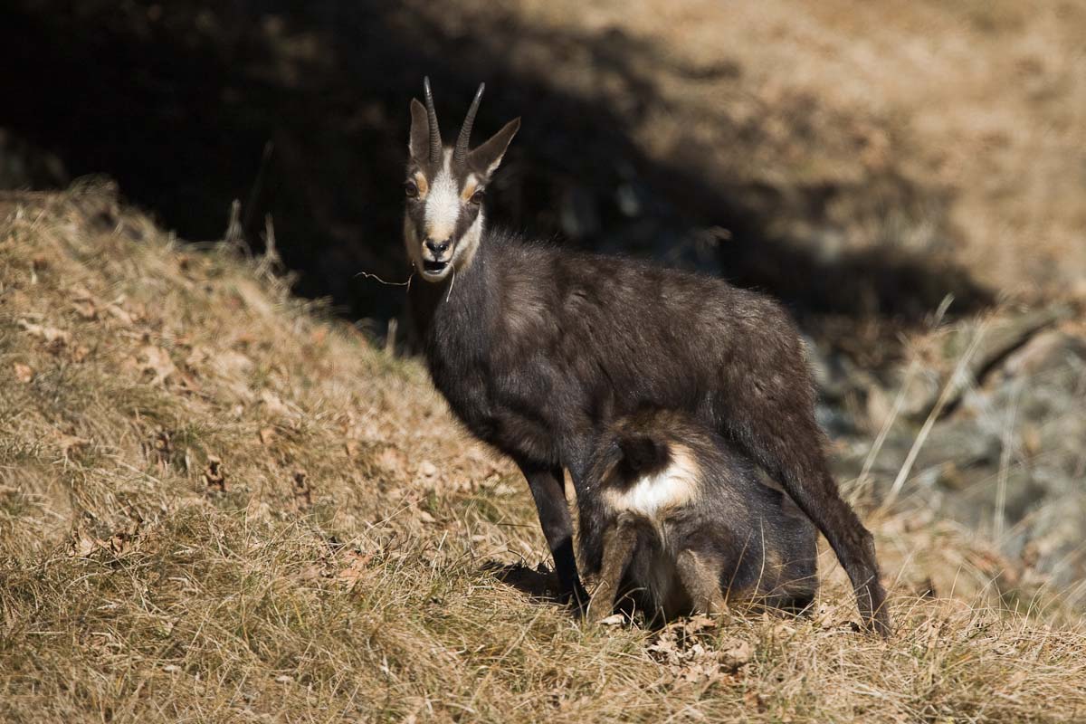 Capretto di camoscio in allattamento...