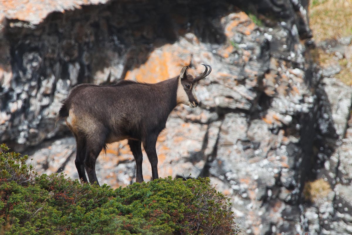 Camoscio in osservazione...
